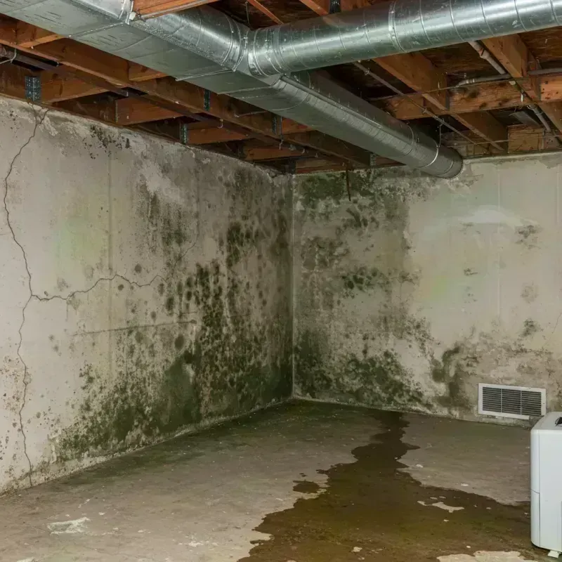 Professional Mold Removal in Diamondhead, MS